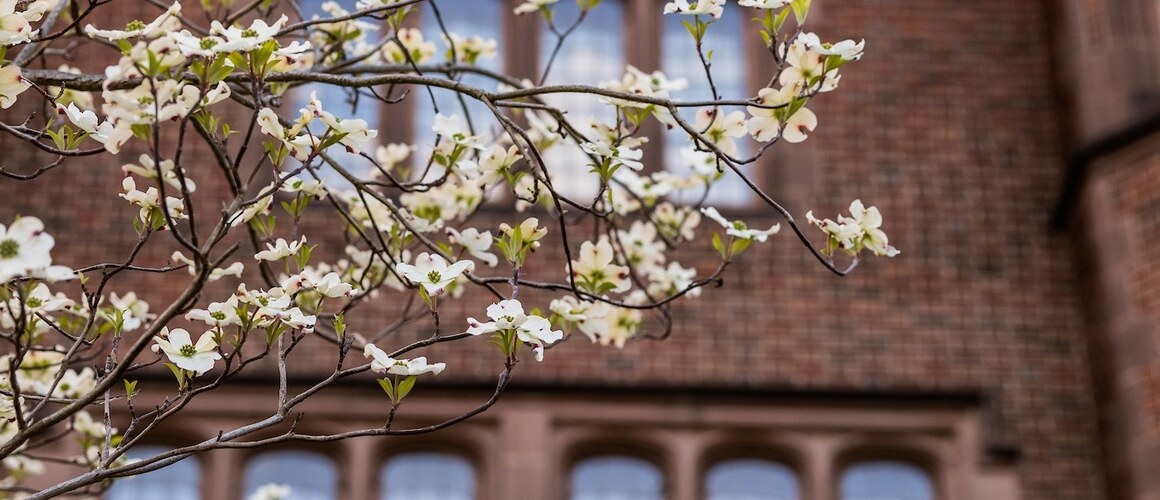Details of a newly flowering tree in front of the brick buildings on campus.