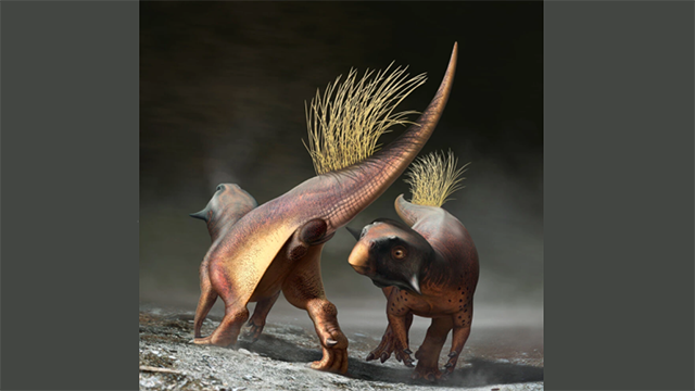 A reconstruction of Psittacosaurus showing how the cloacal vent might have been used for signaling during courtship. Photo credit: Bob Nicholls/Paleocreations.com 2020 via The New York Times.
