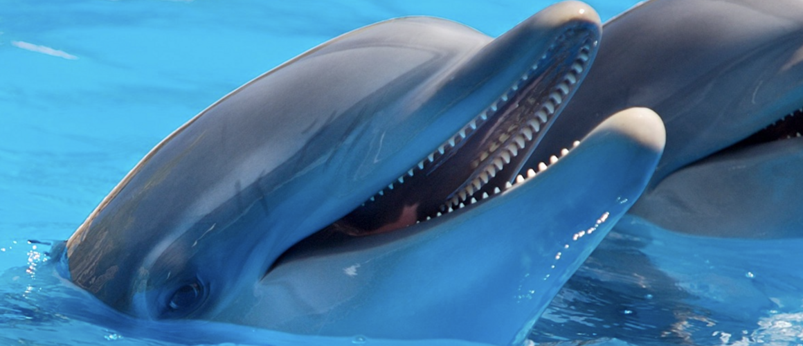 Two dolphins