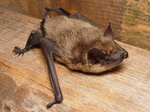 The serotine bat, common throughout Europe and Asia.