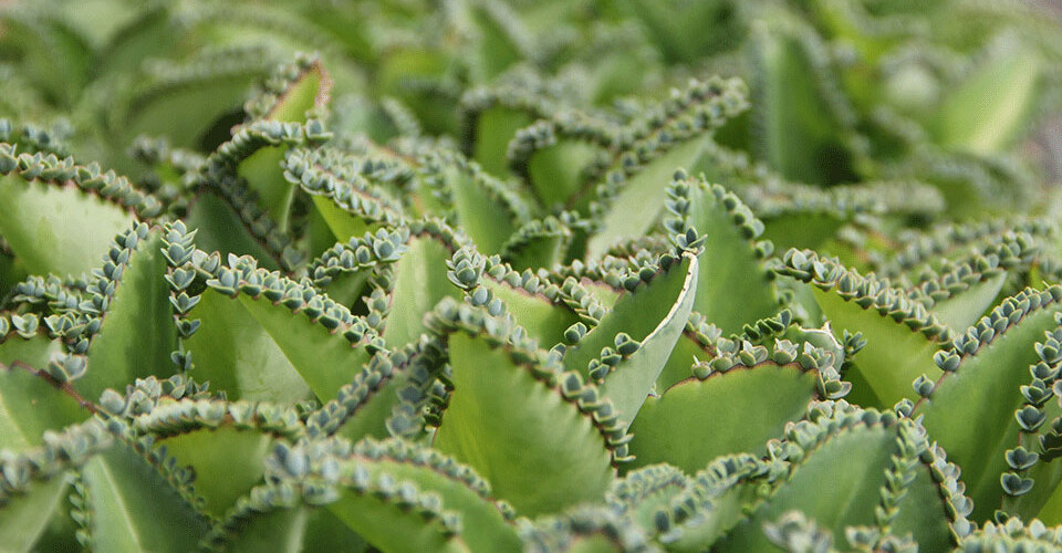 Kalanchoes are laid out on benches on a south-facing bench in the Talcott Greenhouse, waiting to be taken home.