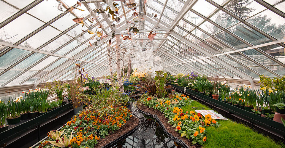 An assortment of spring flowers are showcased in the Talcott Greenhouse, set off by a sculpture made by current students Deborah Korboe ’21, Lauren Ferrara ’20, Emily Damon ’20, and former student Rebecca Li