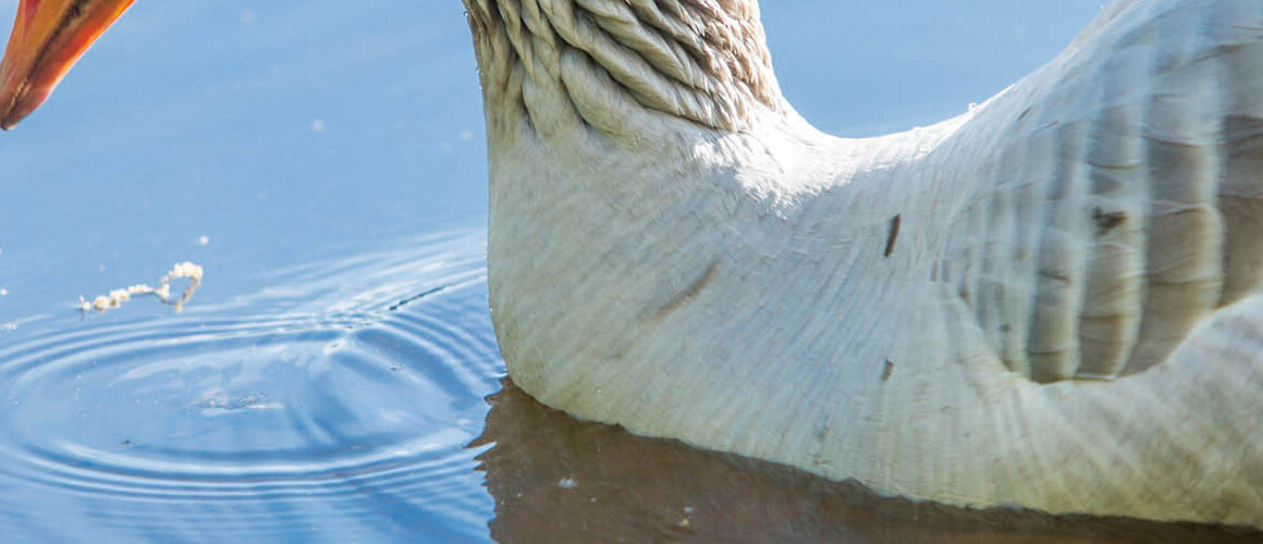 Jorge wasn’t counted — he’s a domesticated goose, not a wild bird — but he will always be Mount Holyoke’s No. 1 bird.