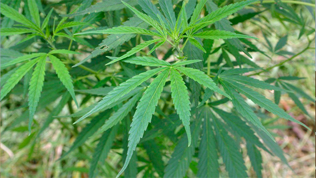 A close-up of a marijuana plant