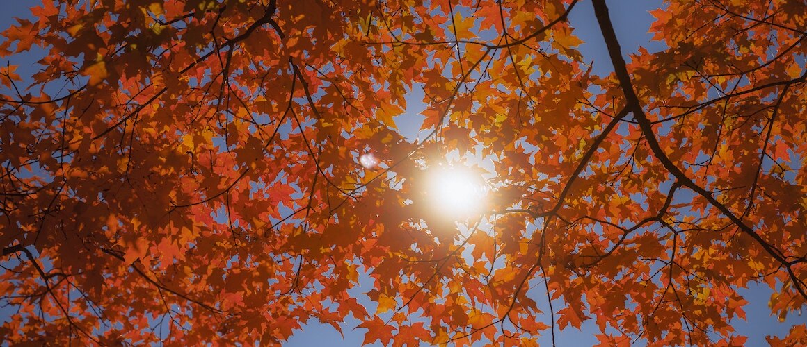 Sun shines through fall leaves, Mount Holyoke campus.