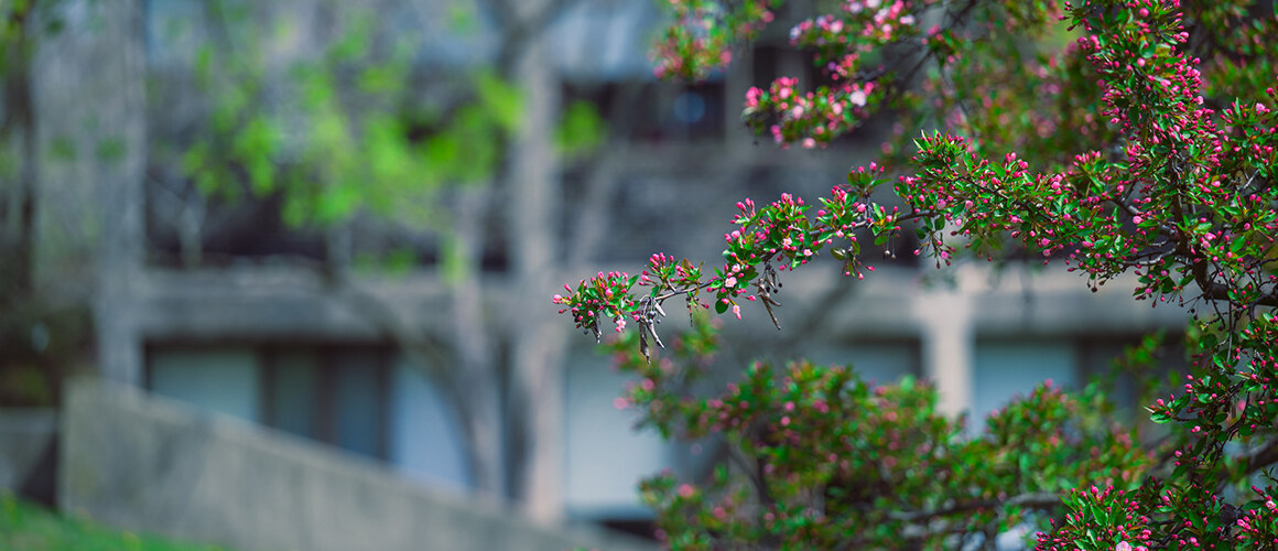 Mount Holyoke campus, flowering bushes