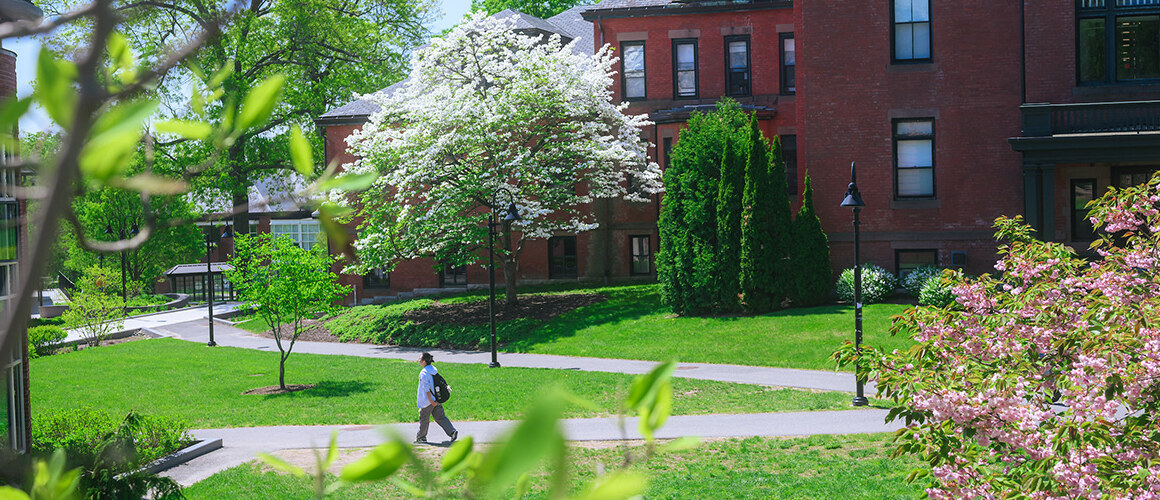 A photograph of the campus green with a student walking along the paths with flowering trees in the sides of the shot.