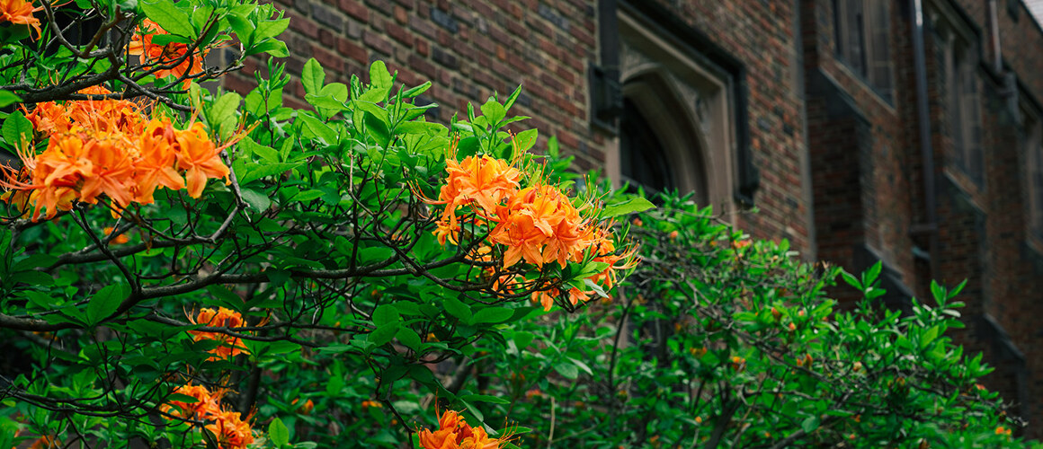 Orange bushes in bloom on the Mount Holyoke campus, spring 2025. Photo by Max Wilhelm.