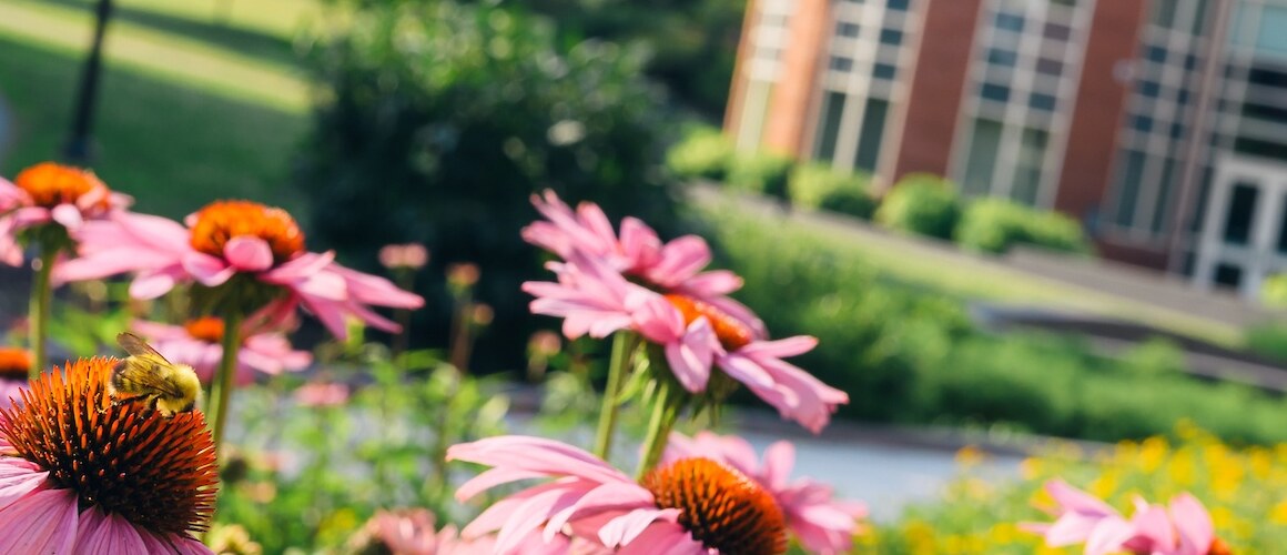 Coneflowers on the Mount Holyoke College campus, Summer 2024. Photo by Max Wilhelm.