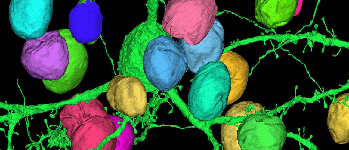 3d rendering of nuclei.