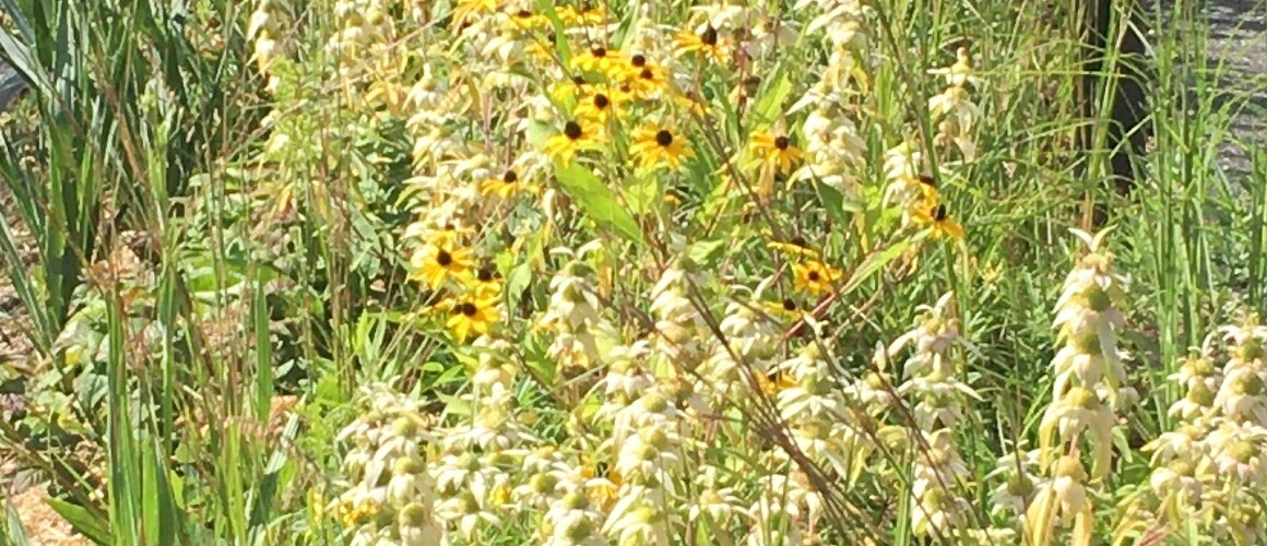 The Botanic Garden has completed work on a new pollinator garden on the Mount Holyoke College campus.