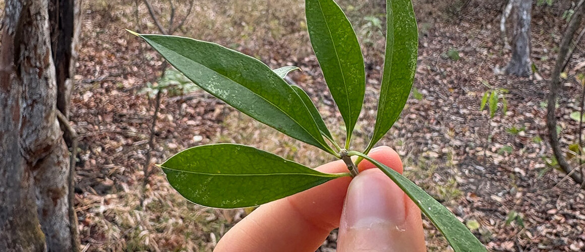 Author Bridget McBride holds a Bonellia nervosa in Costa Rica.