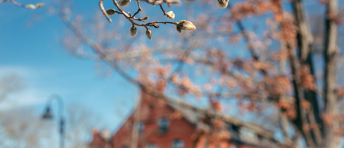 Campus beauty, flowers on the tree with the blurry building in the background