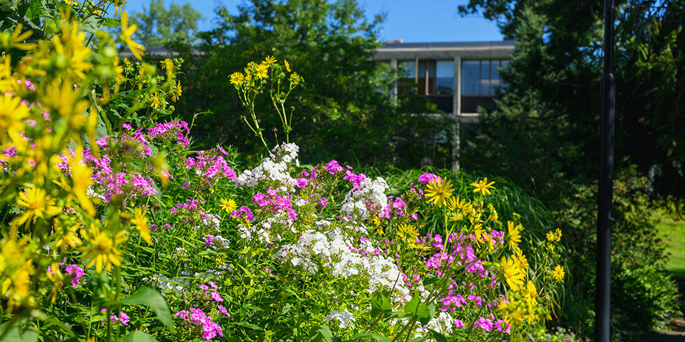 A closeup of flowers on campus